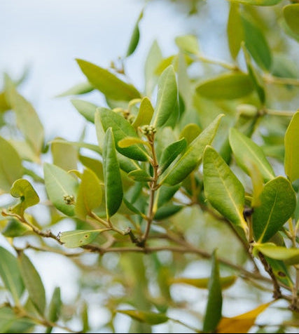 Close-up of green leaves with a blurred background